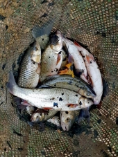 Второ порибување на Лепенец со бела риба